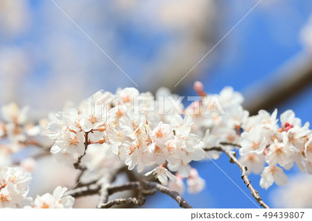 Sakura Lake Senba Early April April Ibaraki Stock Photo