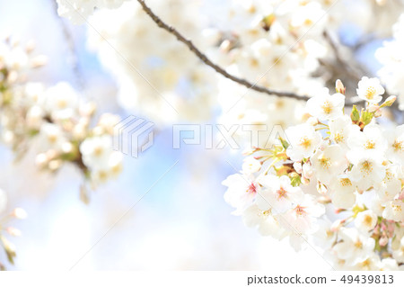 Sakura Lake Senba Early April April Ibaraki Stock Photo