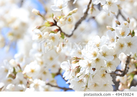 Sakura Lake Senba Early April April Ibaraki Stock Photo