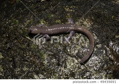 Pink oxen male Pink oxen male 49439891