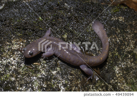 粉紅牛男 49439894