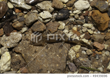 Pink salamander larvae Pink salamander larvae 49439896