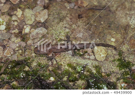 粉紅蠑螈幼蟲 粉紅蠑螈幼蟲 49439900