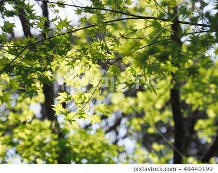 Natural material (fresh green image of maple) Natural material (fresh green image of maple) 49440199