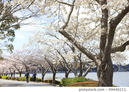 茨城縣泉湖森巴市 49440211