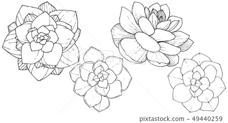Vector Succulents floral botanical flower. Black and white engraved ink art. Isolated succulents 49440259