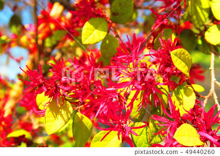 Safflower Tokiwamansaku Safflower Tokiwamansaku 49440260