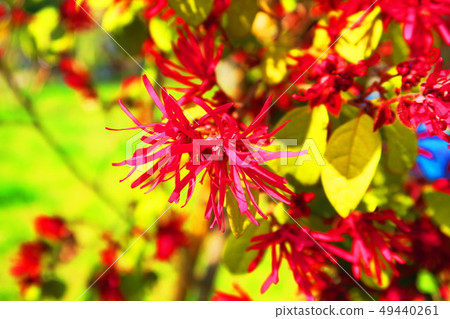紅花Tokiwamansaku 紅花Tokiwamansaku 49440261