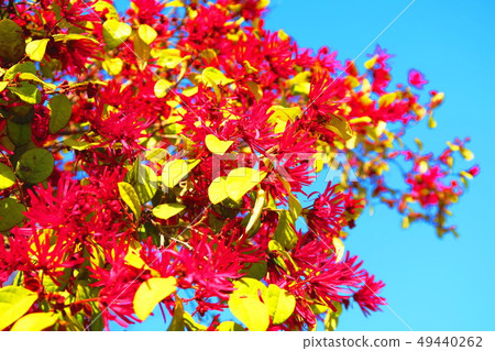 紅花Tokiwamansaku 紅花Tokiwamansaku 49440262