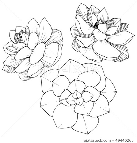 Vector Succulents floral botanical flower. Black and white engraved ink art. Isolated succulents Vector Succulents floral botanical flower. Black and white engraved ink art. Isolated succulents 49440263