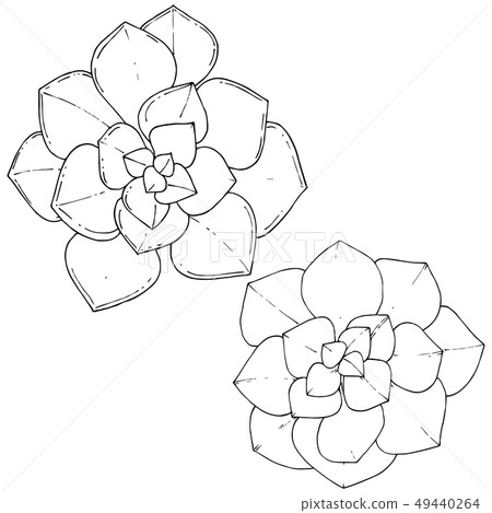 Vector Succulents floral botanical flower. Black and white engraved ink art. Isolated succulents Vector Succulents floral botanical flower. Black and white engraved ink art. Isolated succulents 49440264