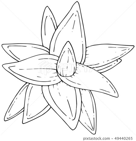 Vector Succulents floral botanical flower. Black and white engraved ink art. Isolated succulents Vector Succulents floral botanical flower. Black and white engraved ink art. Isolated succulents 49440265