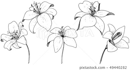 Vector Lily floral botanical flower. Engraved ink art on white background. Isolated lilium Vector Lily floral botanical flower. Engraved ink art on white background. Isolated lilium 49440282