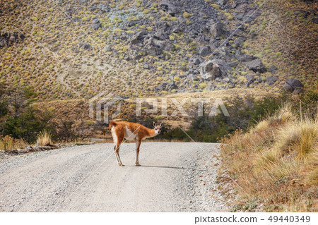 Guanaco 49440349