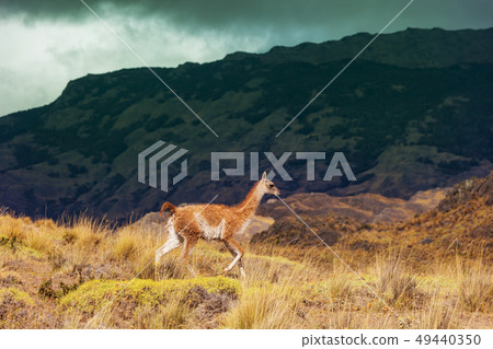 Guanaco 49440350