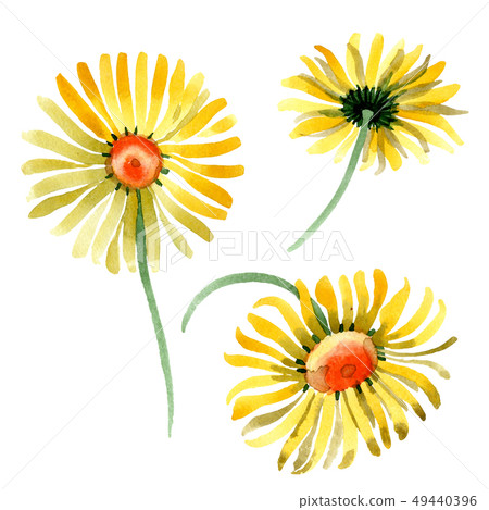 Yellow daisy floral botanical flower. Watercolor background illustration set. Isolated daisybushes 49440396