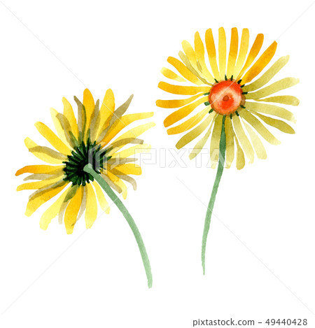 Yellow daisy floral botanical flower. Watercolor background illustration set. Isolated daisybushes 49440428