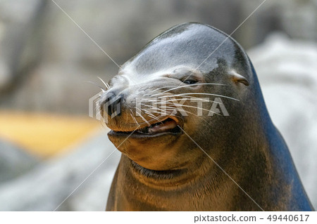 Sea lion seal funny face Sea lion seal funny face 49440617