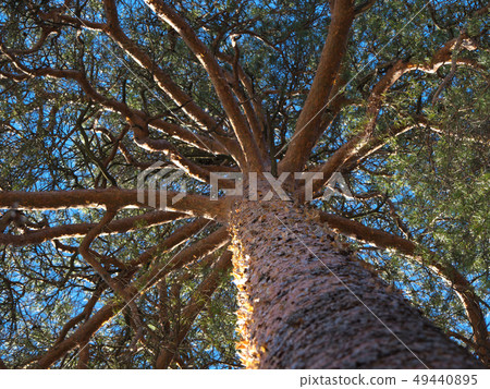 A smooth trunk of the pine tree. Looking up. A smooth trunk of the pine tree. Looking up. 49440895