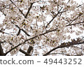 櫻花 49443252