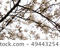 櫻花 49443254