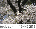 櫻花 49443258