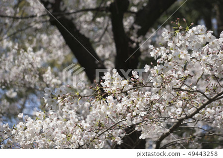 櫻花 櫻花 49443258
