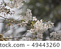 櫻花 49443260