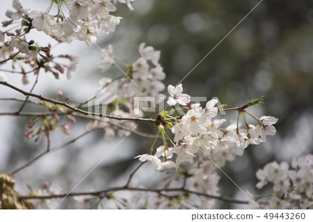 櫻花 櫻花 49443260