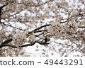 櫻桃樹 49443291