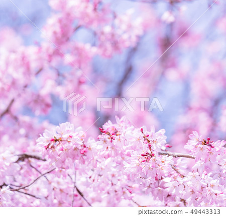 Sakurahana Aiten Shunten Saura Sakura垂枝櫻花垂枝櫻花 Sakurahana Aiten Shunten Saura Sakura垂枝櫻花垂枝櫻花 49443313