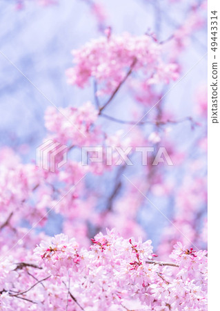 Sakurahana Aiten Shunten Saura Sakura垂枝櫻花垂枝櫻花 Sakurahana Aiten Shunten Saura Sakura垂枝櫻花垂枝櫻花 49443314