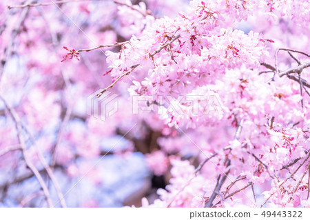 Sakurahana Aiten Shunten Saura Sakura Weeping cherry blossom weeping cherry blossom sakura 49443322