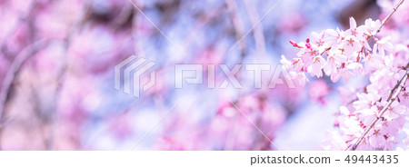 Sakurahana Aiten Shunten Saura Sakura垂枝櫻花垂枝櫻花 49443435