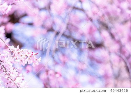 Sakurahana Aiten Shunten Saura Sakura垂枝櫻花垂枝櫻花 Sakurahana Aiten Shunten Saura Sakura垂枝櫻花垂枝櫻花 49443436