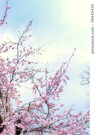 Sakurahana Aiten Shunten Saura Sakura垂枝櫻花垂枝櫻花 49443439