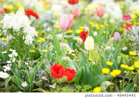 Tulip of Yokohama 49443445