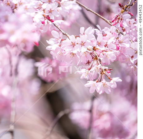 Sakurahana Aiten Shunten Saura Sakura Weeping cherry blossom weeping cherry blossom sakura 49443452