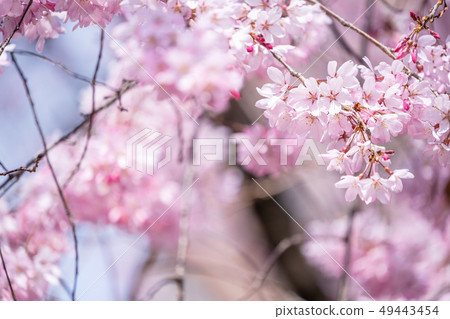 Sakurahana Aiten Shunten Saura Sakura Weeping cherry blossom weeping cherry blossom sakura 49443454