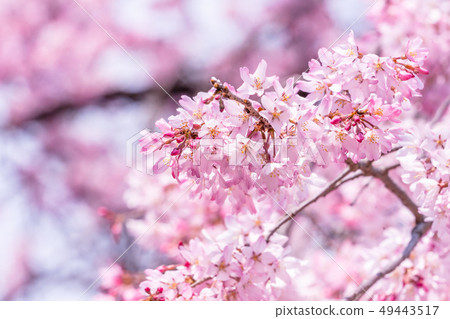 Sakurahana Aiten Shunten Saura Sakura垂枝櫻花垂枝櫻花 Sakurahana Aiten Shunten Saura Sakura垂枝櫻花垂枝櫻花 49443517