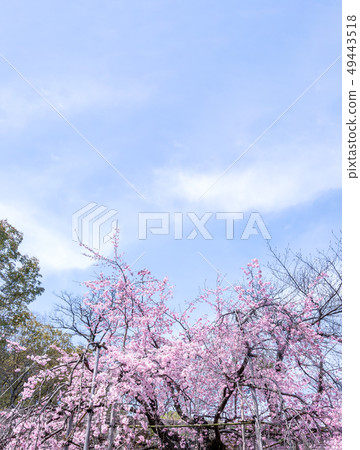Sakurahana Aiten Shunten Saura Sakura Weeping cherry blossom weeping cherry blossom sakura Sakurahana Aiten Shunten Saura Sakura Weeping cherry blossom weeping cherry blossom sakura 49443518