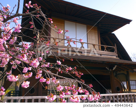 Side flower tower of Shosei-en and Shuzenji cold cherry tree (side) Side flower tower of Shosei-en and Shuzenji cold cherry tree (side) 49443642