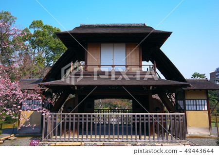 Shosei-en和Shuzenji冷櫻花的側花塔(正面) Shosei-en和Shuzenji冷櫻花的側花塔(正面) 49443644