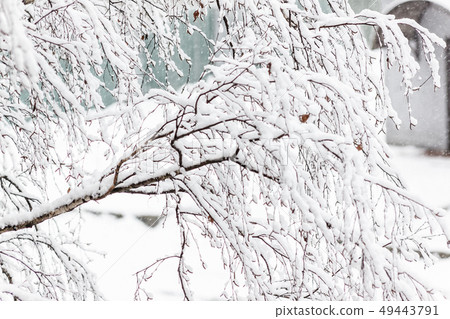 Branches of a birch under a thick layer of snow, 49443791