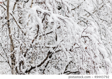 Branches of a birch under a thick layer of snow, Branches of a birch under a thick layer of snow, 49443792