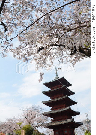 Spring cherry tree 49444075