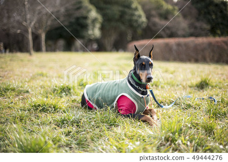 Doberman Jin Doberman Jin 49444276