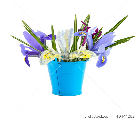 Small bucket with iris. Small bucket with iris. 49444292