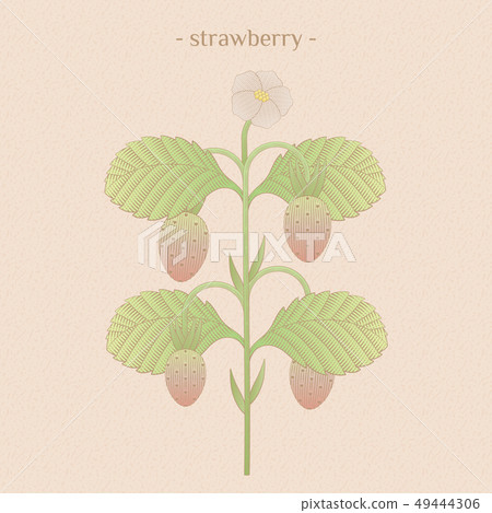 strawberry illustration 49444306