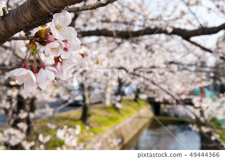 A scenery of cherry blossoms around Tamushigawa River in Yao City, Osaka Prefecture. 49444366